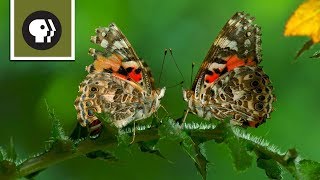 The Remarkable Way that Butterflies Mate [upl. by Brittain273]