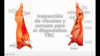 Inspección de vísceras y carcasas de bovinos para la detección de TBC [upl. by Bonn]