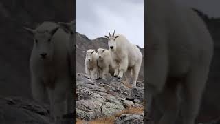 The Incredible Mountain Goats🐐 [upl. by Leasa]