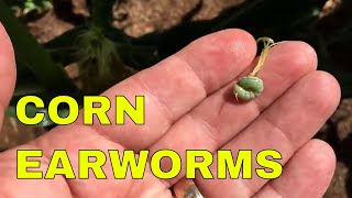 CONTROLLING EARWORMS IN SWEET CORN [upl. by Zednanref]