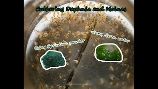 How To Culture Daphnia and Moinas using Green Water Spirulina powder [upl. by Aennyl]