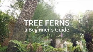 How to look after Tree Ferns  Grow at Home  RHS [upl. by Letitia]