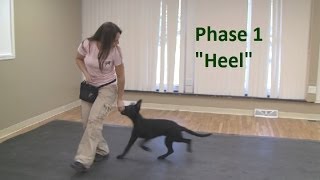 How to Train a Dog to quotHeelquot K91com [upl. by Yelah515]