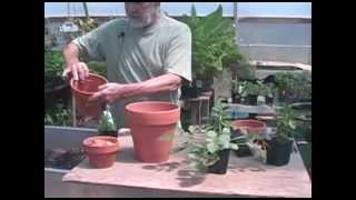 Repotting Salvias The basics [upl. by Ahsined792]