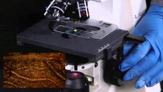 How to use a compound Microscope [upl. by Akimot]