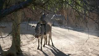 Grevys Zebras Mating LA Zoo Los Angeles California USA December 1 2021 [upl. by Cl]