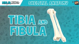 Tibia amp Fibula Anatomy [upl. by Arikal491]