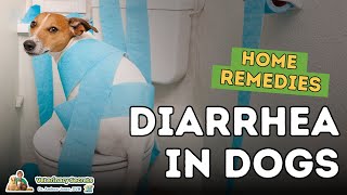 Diarrhea in Dogs How To Quickly Treat At Home [upl. by Greenland]