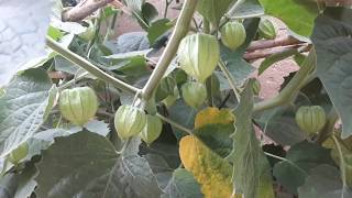 secrets growing golden berries physalis fruit [upl. by Cowan]