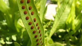 Propagating Ferns from Spores – Family Plot [upl. by Koenig666]