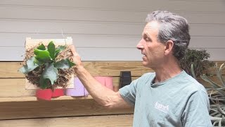 How to Mount a Staghorn Fern Platycerium bifurcatum [upl. by Yulma790]