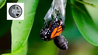 The life of Monarch Butterfly [upl. by Nawtna216]