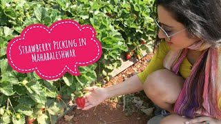 Visit To A Strawberry Farm In Mahabaleshwar  Season Activities Location [upl. by Tremaine282]