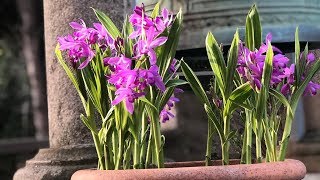 Bletilla striata quotUrn orchidquot  FarmerGracycouk [upl. by Anitnas329]