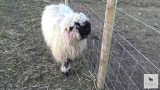 Valais Blacknose Sheep  Windfold Farm  006 [upl. by Hannon]