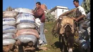 Lhuile dolive kabyle du champs au moulin [upl. by Brnaby889]