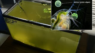 Raising Daphnia for the Freshwater Aquarium [upl. by Acino]