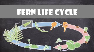 Fern Life Cycle  Plant Biology [upl. by Anihsak]