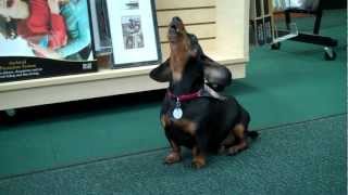 Henry the Dachshund Crying for Mommy [upl. by Ativ562]