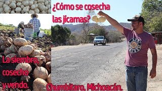 COSECHANDO JICAMA EN CHUMBITARO MICHOACAN [upl. by Anitrak]