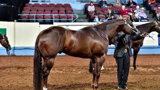 2017 AQHA Aged Stallions [upl. by Eceertal372]