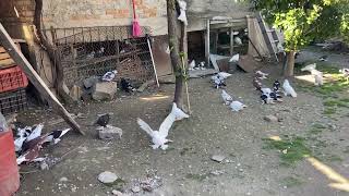 Pigeons Pellumba Fier Albania [upl. by Shreeves]