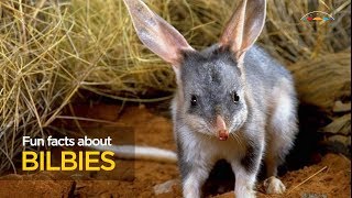 Fun facts about bilbies [upl. by Bulley21]