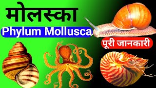 Phylum Mollusca  Phylum Mollusca In Hindi phylum Mollusca Class 11  Mollusca Phylum In Hindi [upl. by Ellehsal274]