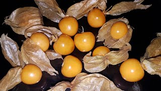 Physalis Fruit Time Lapse  Eaten by maggots [upl. by Brecher]