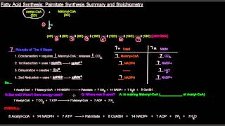 Fatty Acid Synthesis Part 7 of 12  Palmitate Synthesis Summary and Stoichiometry [upl. by Lyrradal343]