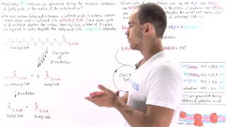 ATP Yield in Fatty Acid Oxidation [upl. by Busby862]