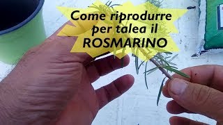 RIPRODURRE PER TALEA IL ROSMARINO [upl. by Feigin]