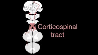 Corticospinal tract [upl. by Beberg]