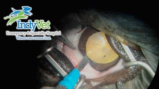 Canine Cataract Surgery Phacoemulsification [upl. by Berk]