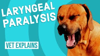 Laryngeal Paralysis in Dogs [upl. by Seka366]