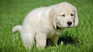 How To Potty Train A Puppy in 7 Easy Steps [upl. by Fein]