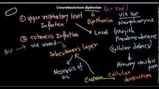 Corynebacterium diptheriae introduction and infection [upl. by Ynohtnaluap]