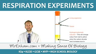 Respiration Experiments  GCSE Biology 91 [upl. by Ihtak]