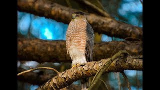 Falconry Secrets to finding Coopers Hawk nests [upl. by Ttirb]