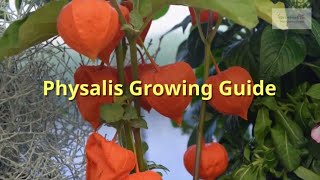 Physalis Growing Guide Chinese lanterns by GardenersHQ [upl. by Benildis]