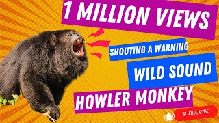 Wild Howler Monkey Sound Hear the Rare Warning Roar of an Alpha Male [upl. by Benkley]