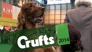 A Celebration of Gundogs  Crufts 2014 [upl. by Olocin]