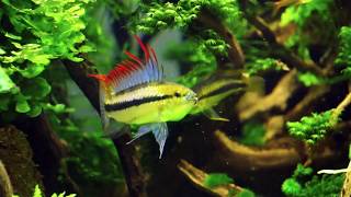 Apistogramma trifasciata display  Female protecting cave [upl. by Cheng]