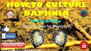 HOW TO CULTURE DAPHNIA In Easy Way [upl. by Klara]