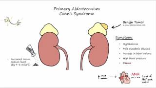 Aldosterone Mechanism of Action [upl. by Nodnrb381]