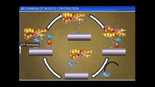 CBSE Class 11 Biology  Mechanism of Muscle Contraction [upl. by Delia]