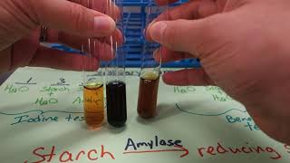 55  Salivary amylase experiment [upl. by Ecahc]