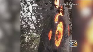 Man Finds Tree Burning From Inside In California [upl. by Eiddal215]