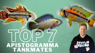 Top 7 Apistogramma Tankmates [upl. by Ainiger]