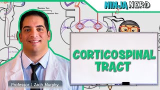 Neurology  Descending Tracts Corticospinal Tract [upl. by Loredana617]